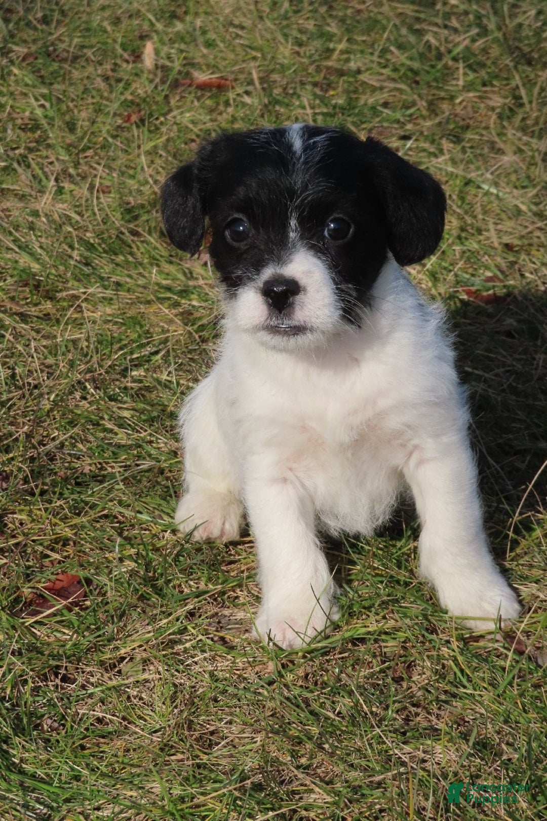 Mixed Breed dogs for sale: Ivy - Ad 1