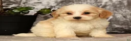 Havapoo dogs for sale: Sawyer - Ad 9