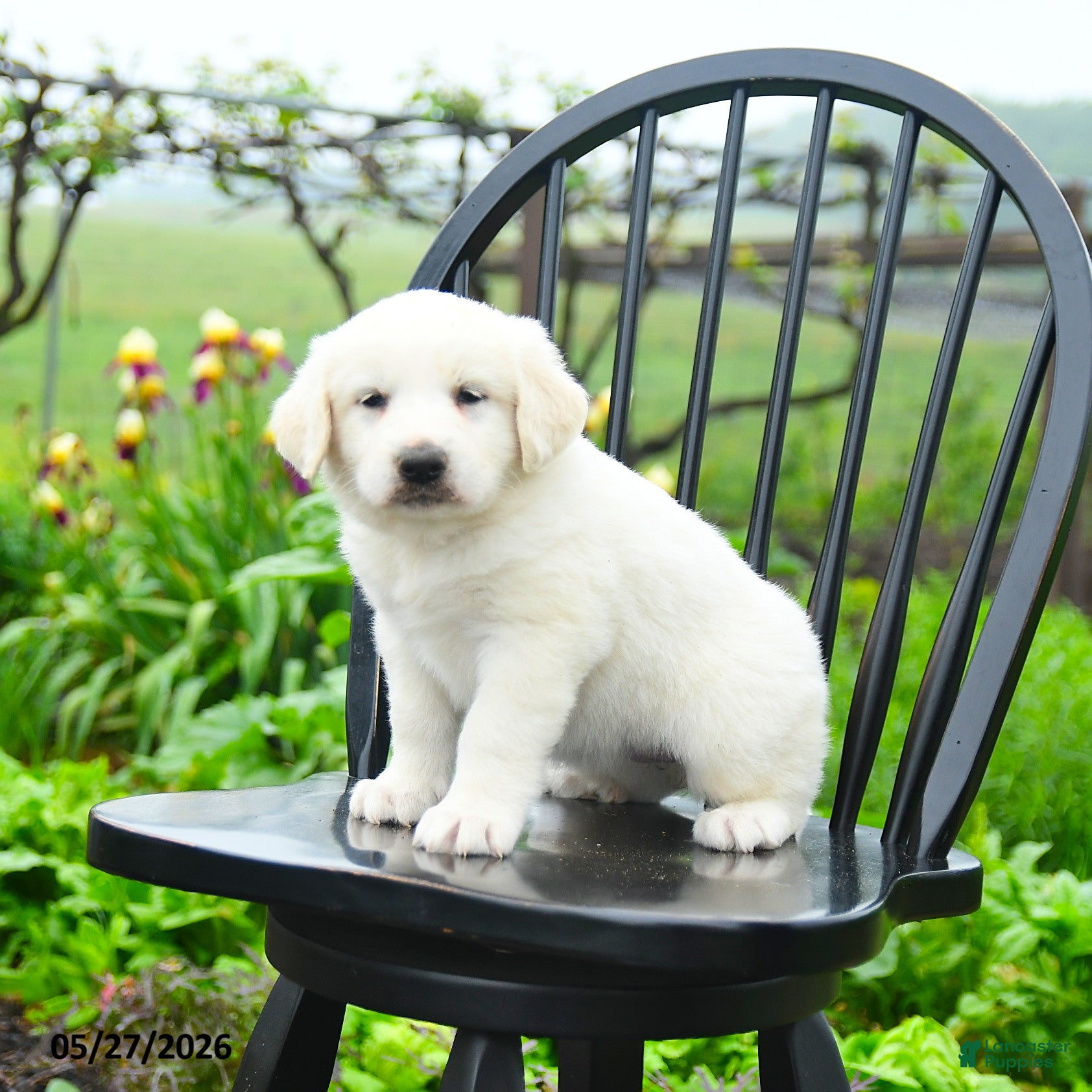 Great Pyrenees dogs Pauline - Ad 1