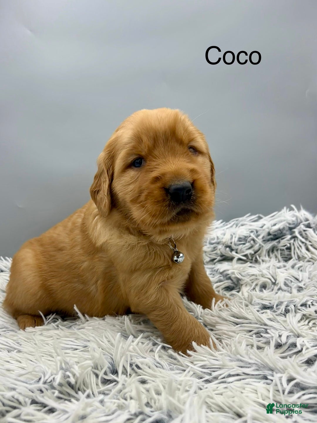 Golden Retriever dogs for sale: Golden Retriever Puppy -Coco - Ad 17