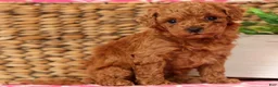 Cavapoo dogs for sale: Stanley - Ad 1