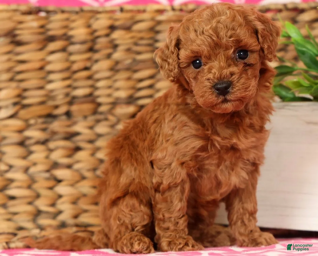 Cavapoo dogs for sale: Stanley - Ad 1