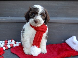 Cockapoo dogs Grant - Ad 23