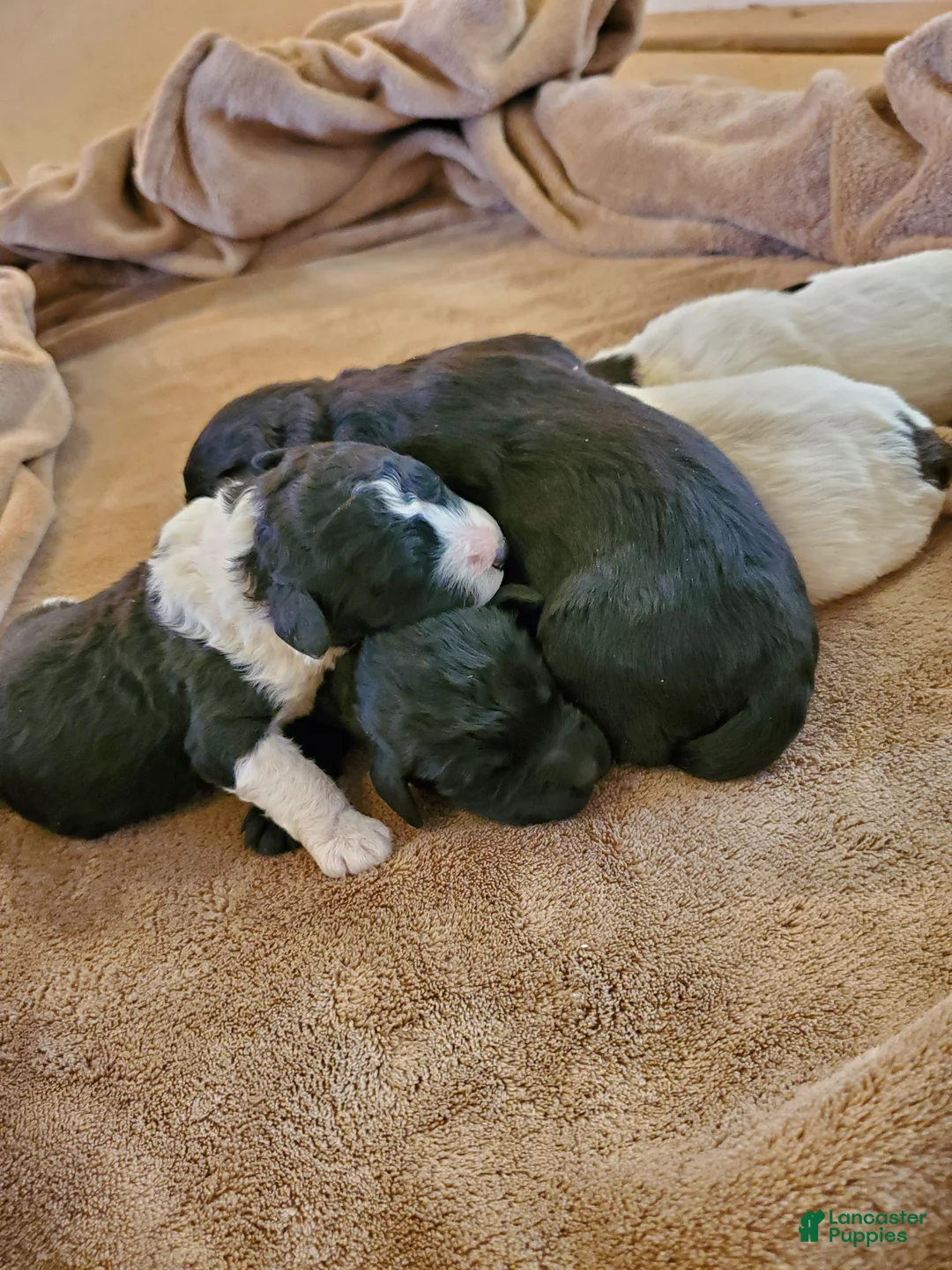 Portuguese Water Dog dogs for sale: Brownie  - Ad 10