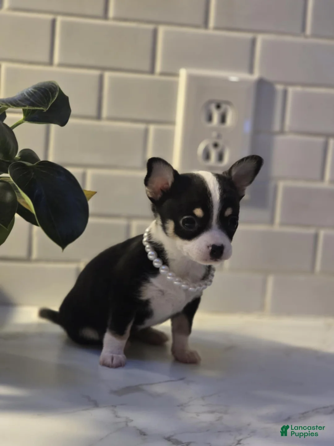 Chihuahua dogs for sale: lucy - Ad 3