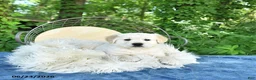 Golden Retriever dogs for sale: Fred - Ad 5