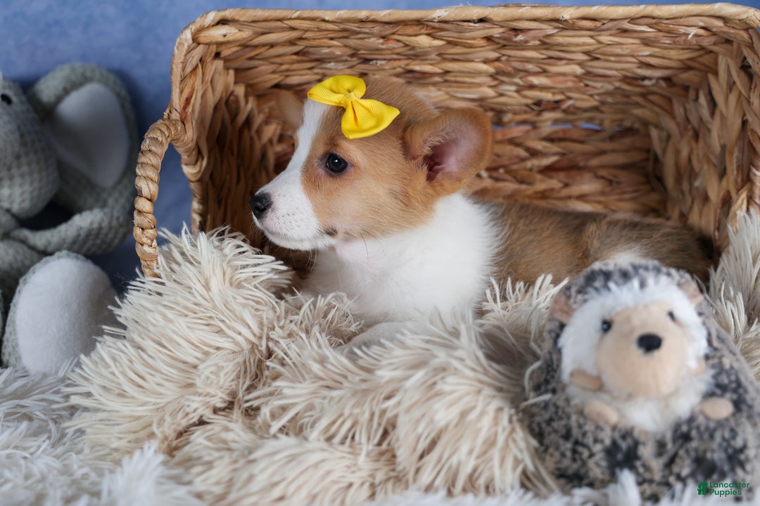 Welsh Corgi Pembroke dogs for sale: Lilly - Ad 5