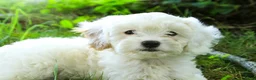 Mixed Breed dogs for sale: Smurf Munchkin Bernedoodle - Ad 5