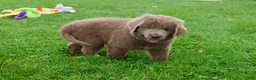 Newfoundland dogs for sale: Bianca - Ad 3