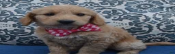 Mini Goldendoodle dogs for sale: Mini Gracie - Ad 13