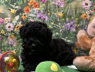 Toy Poodle dogs - Ad 40