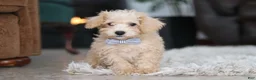 Schnoodle dogs for sale: Bruno - Ad 9
