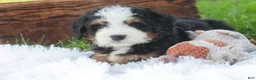 Mini Bernedoodle dogs for sale: Mooney Mini Bernedoodle  - Ad 14