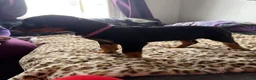 Rottweiler dogs for sale: Pinky  - Ad 1