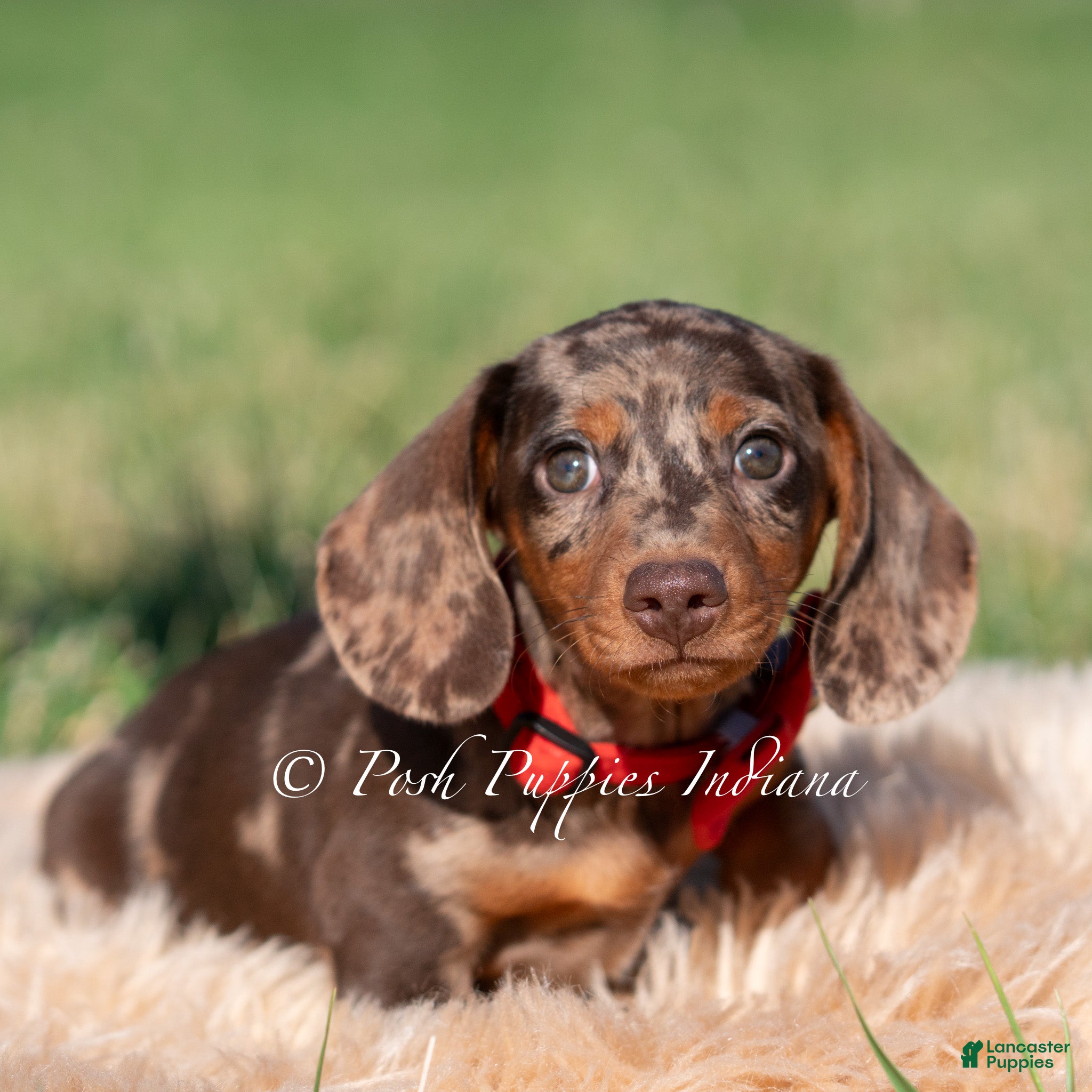 Miniature Dachshund dogs Artie AKC - Ad 9