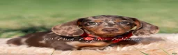 Miniature Dachshund dogs for sale: Artie AKC - Ad 1