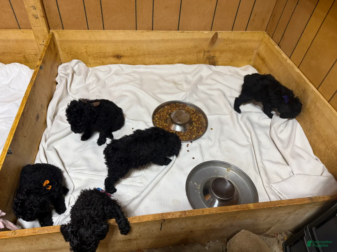 Standard Poodle dogs for sale: Purple girl - Ad 1