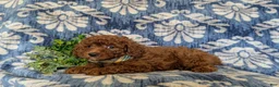 Miniature Poodle dogs for sale: Stedman - Ad 4