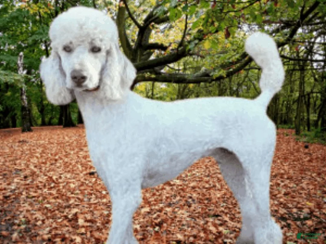 Bernedoodle dogs for sale: Ivanna - Ad 7
