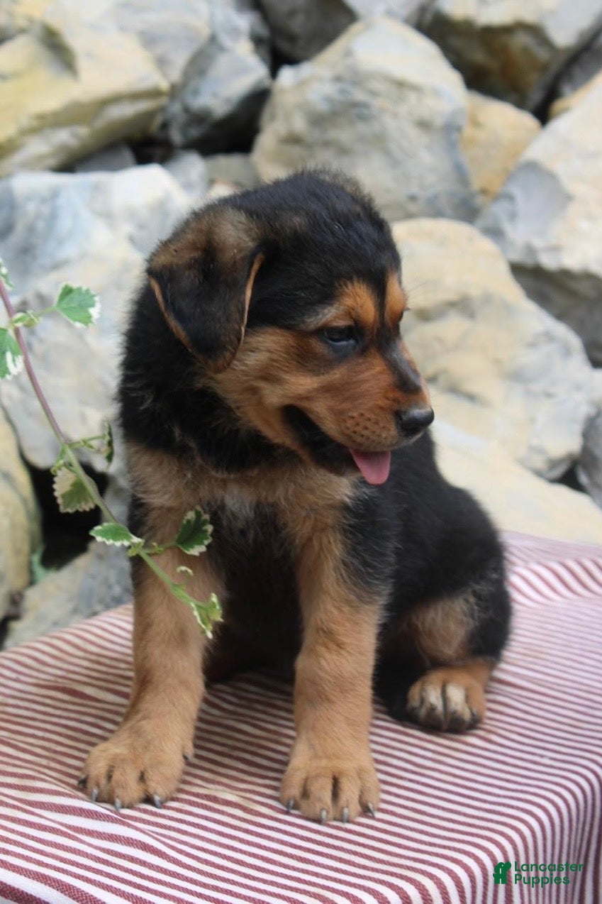 German Shepherd dogs Sophia - Ad 2