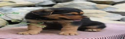 German Shepherd dogs for sale: Sophia - Ad 2