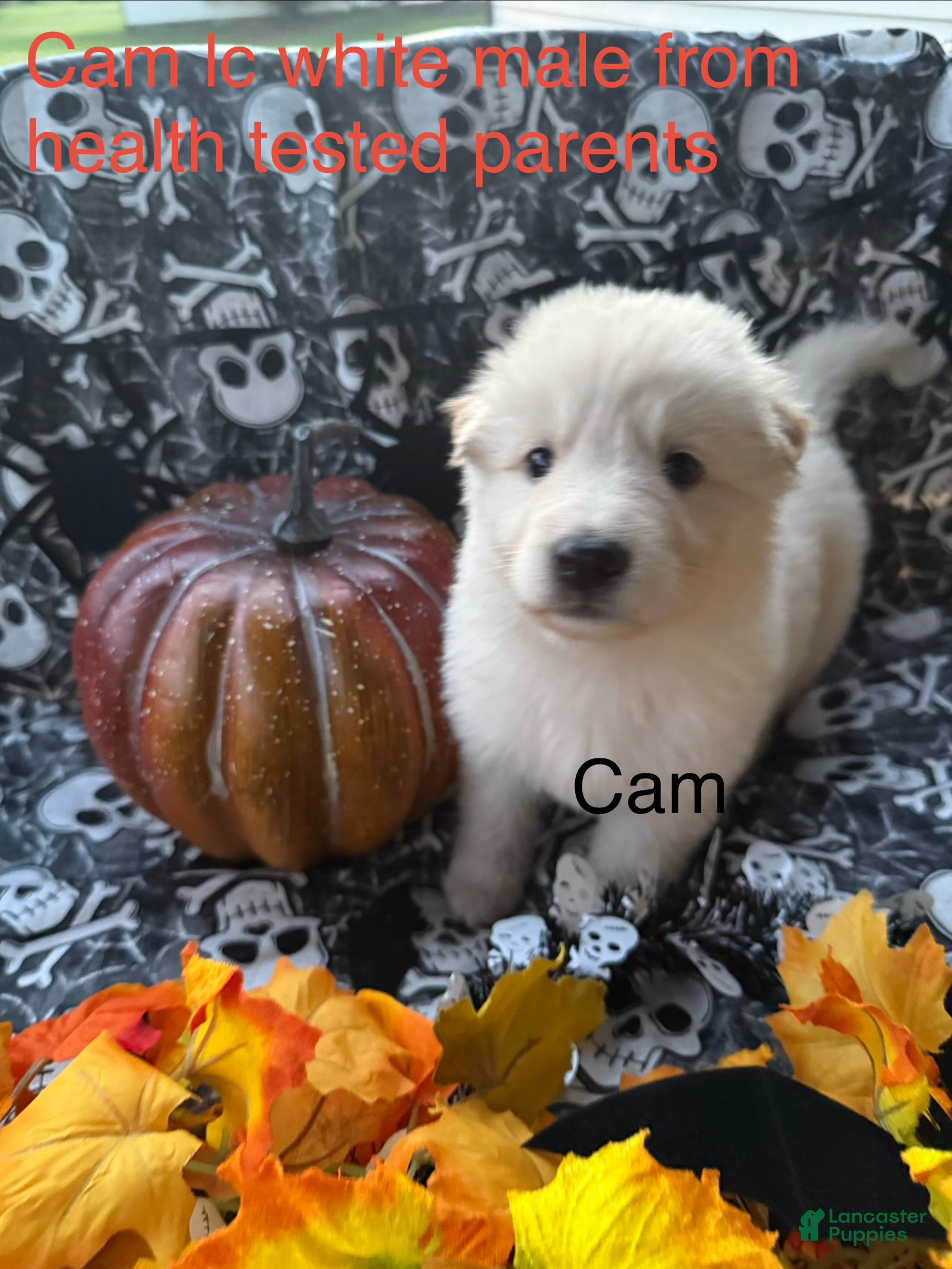 German Shepherd dogs Cam - Ad 31