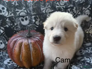 German Shepherd dogs Cam - Ad 31