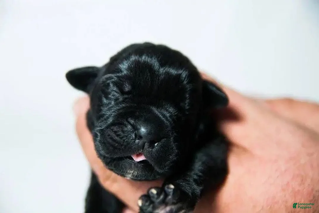 Cane Corso dogs for sale: Titan Bones Osbidan Blade - Ad 2