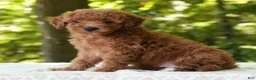 Mini Goldendoodle dogs for sale: Connor - Ad 4