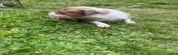 Mixed Breed dogs for sale: Mixed Breed 1 - Ad 2