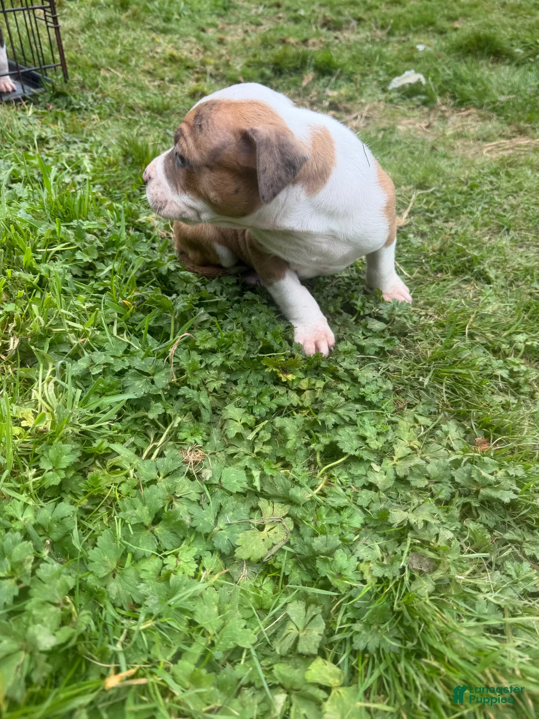 Mixed Breed dogs for sale: Mixed Breed 1 - Ad 2