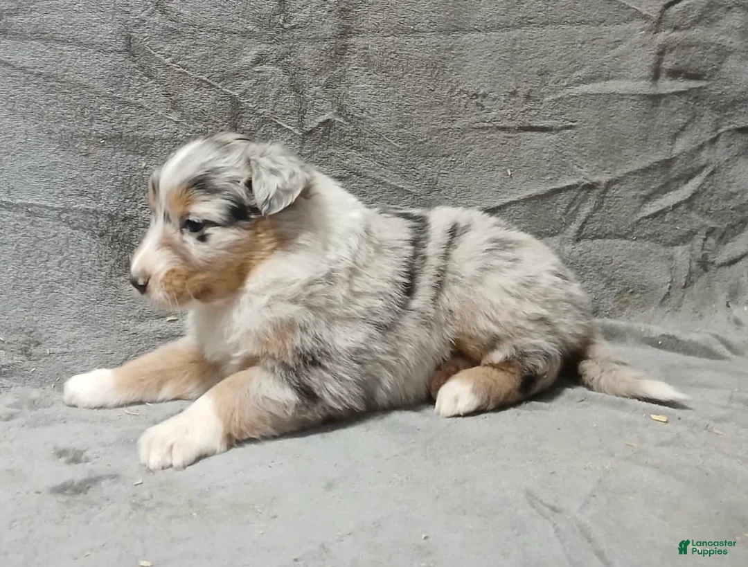 Australian Shepherd dogs for sale: Flynn - Ad 33