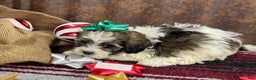 Shihpoo dogs for sale: Cortez - Ad 2
