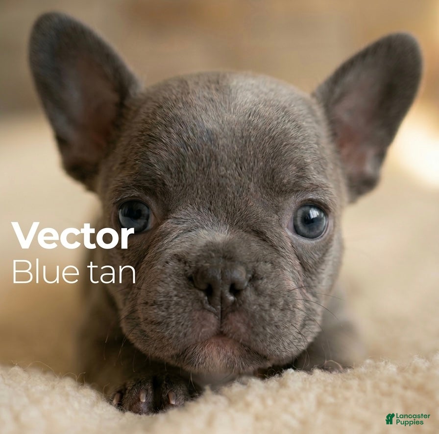 French Bulldog dogs Vector - Ad 3