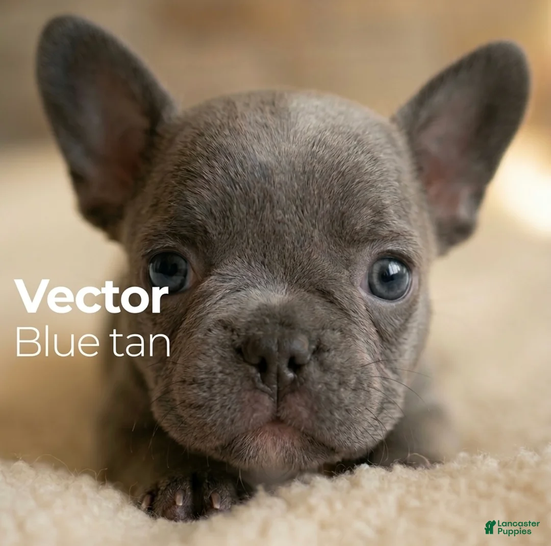 French Bulldog dogs for sale: Vector - Ad 1