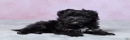 Aussiedoodle dogs for sale: Oreo - Ad 4