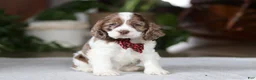 Cocker Spaniel dogs for sale: Rocky - Ad 1