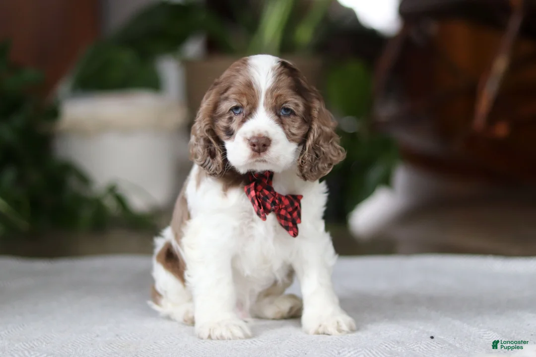 Cocker Spaniel dogs for sale: Rocky - Ad 1