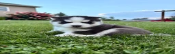Siberian Husky dogs for sale: Bryce - Ad 4