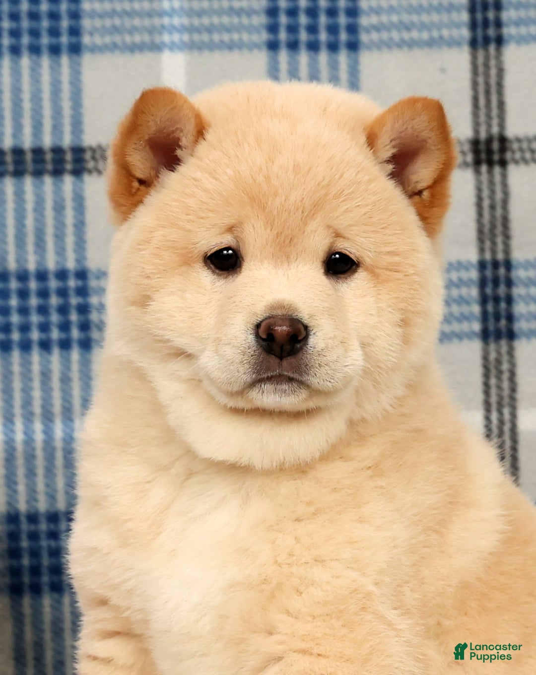 Shiba Inu dogs for sale: Jodie - Ad 9