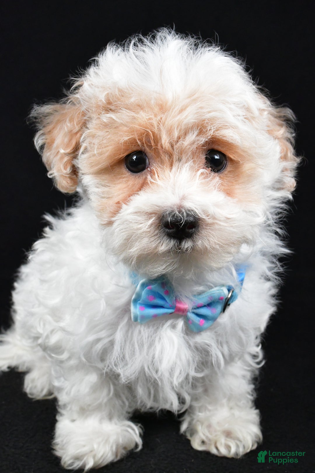 Maltipoo dogs for sale: Teddy - Ad 6