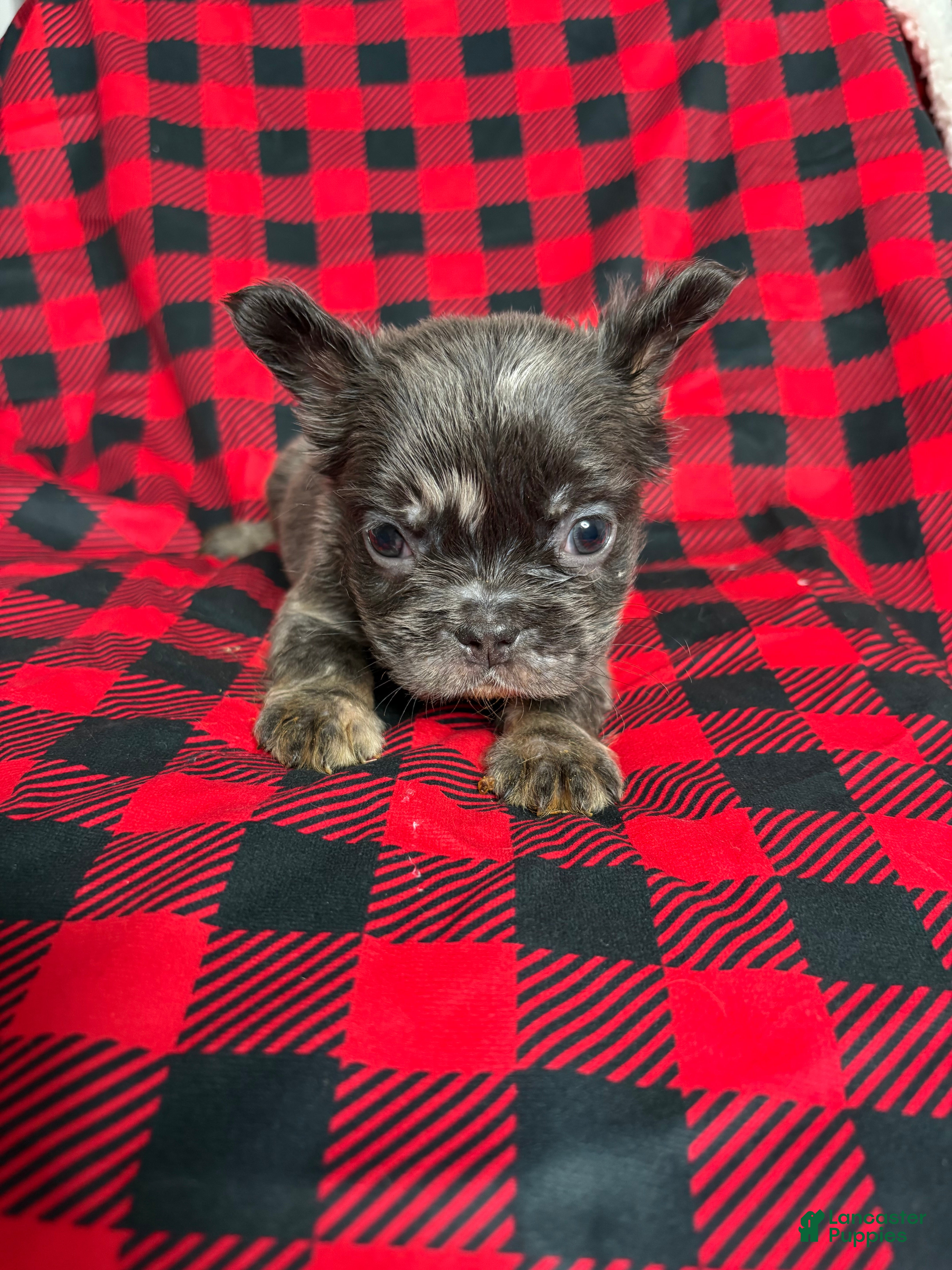 French Bulldog dogs Ivy - Ad 35