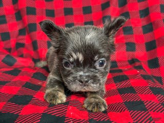 French Bulldog dogs Ivy - Ad 37