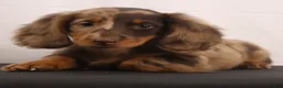 Dachshund dogs for sale: Rusty - Ad 6