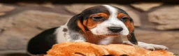 Beagle dogs for sale:  Dustin🐶 - Ad 17