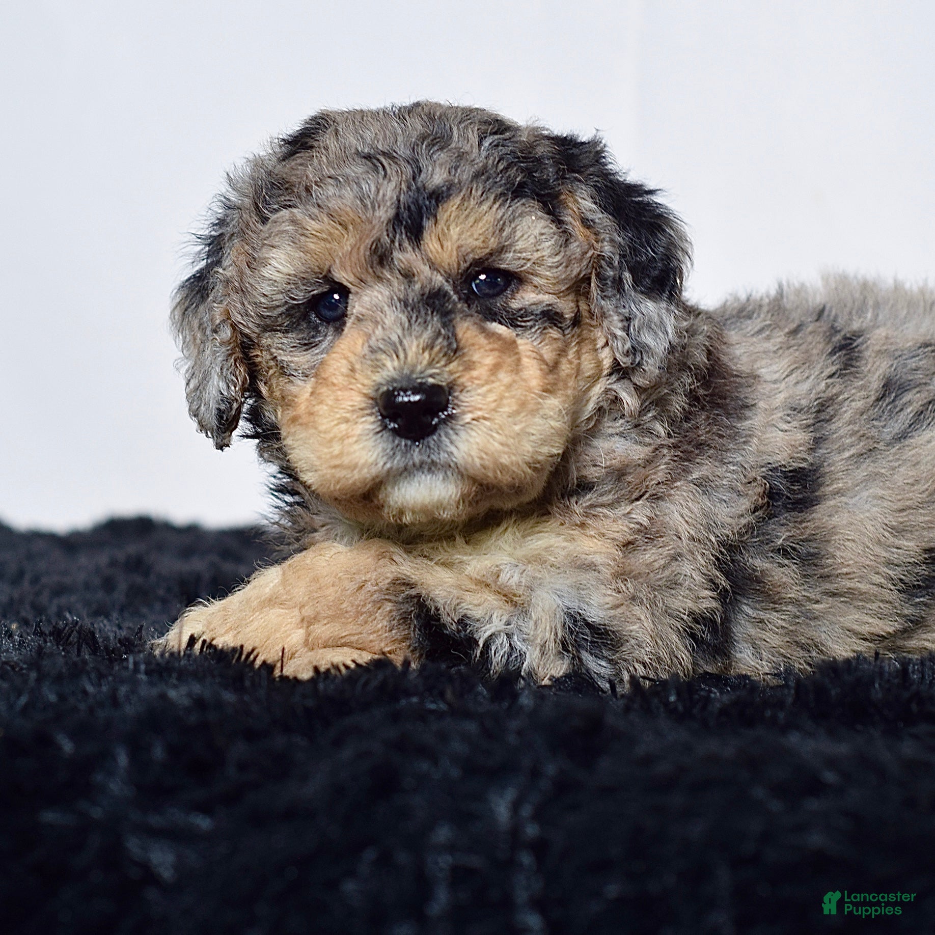 Mini Goldendoodle dogs for sale: Mr. Kip - Ad 8