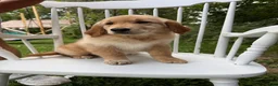 Golden Retriever dogs for sale: Duke - Ad 3