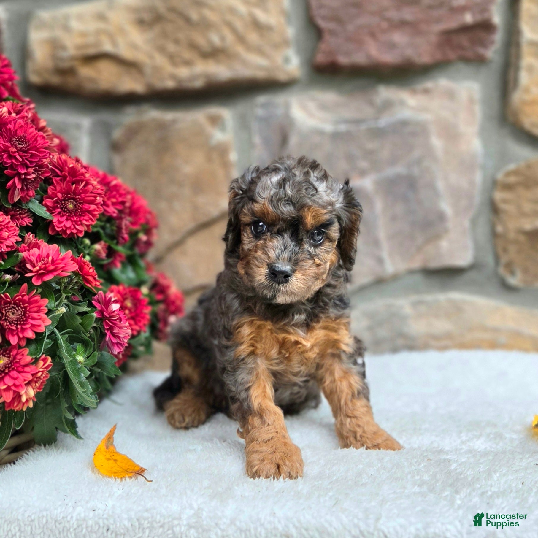Cavapoo dogs for sale: Birdie - Ad 1