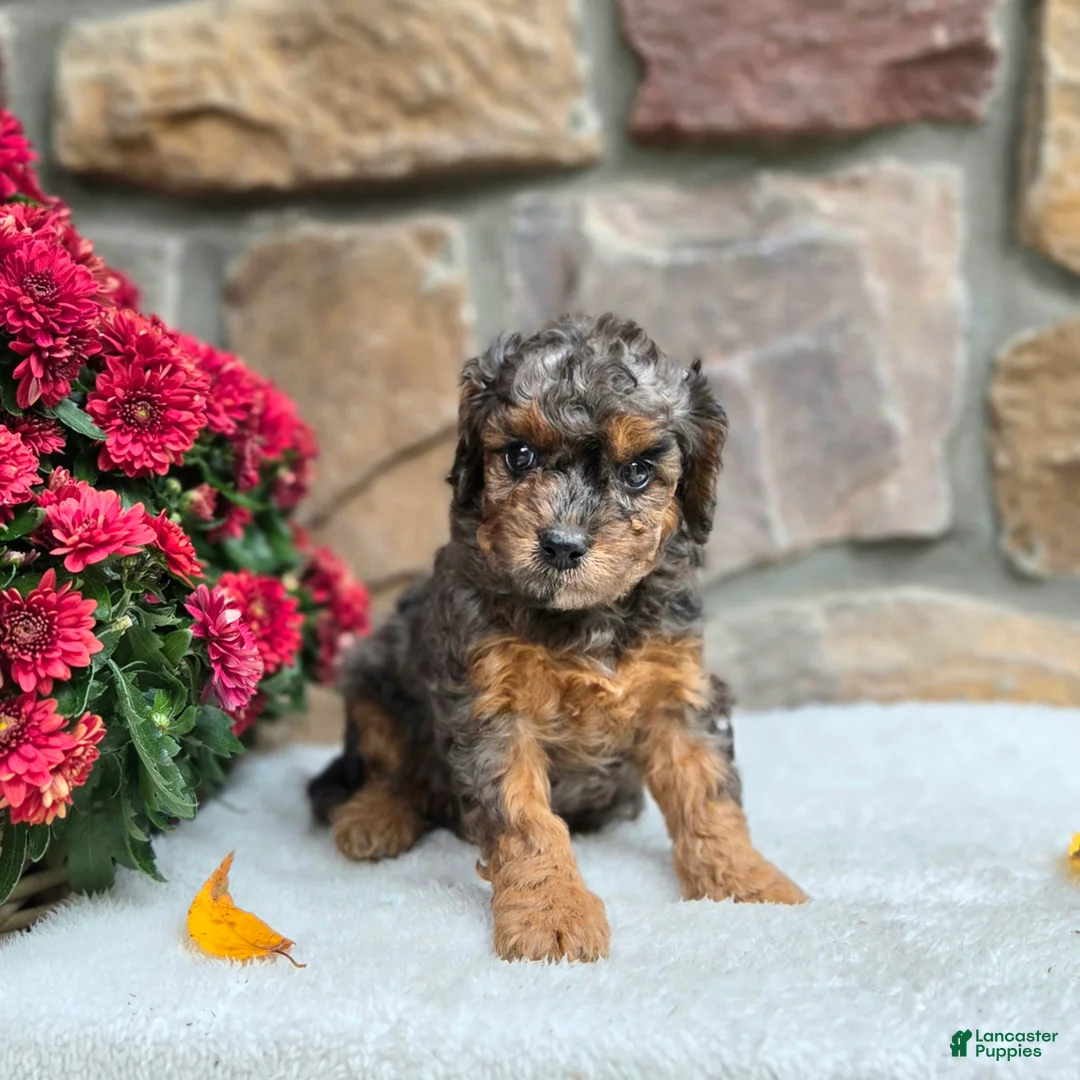 Cavapoo dogs for sale: Birdie - Ad 1