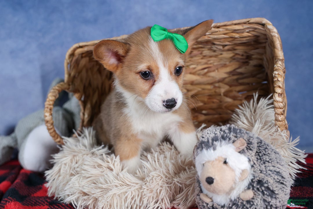 Welsh Corgi Pembroke dogs for sale: Mario - Ad 6